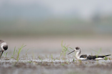The black-winged stilt is a widely-distributed, very long-legged wader in the avocet and stilt family Recurvirostridae