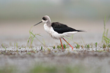Flocks of Black winged stilt bird, birds of bangladesh migratory birds from baikka beel, Moulvibazar, Bangladesh
