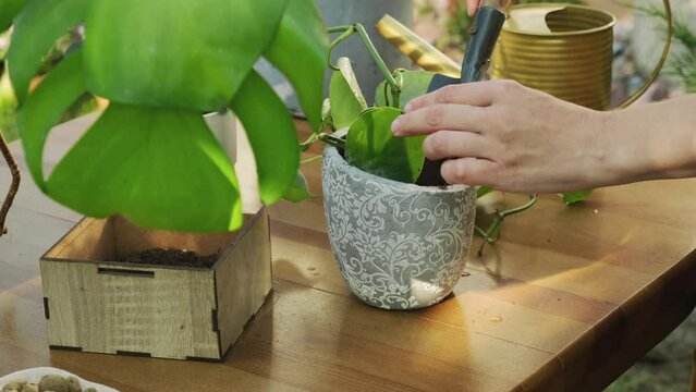Gardening. Female hands replanting epipremnum cutting plant into flowerpot.