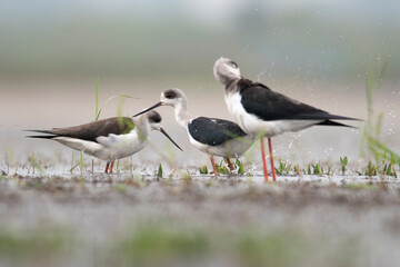 Bathing of Black winged stilt bird, birds of bangladesh migratory birds from baikka beel, Moulvibazar, Bangladesh