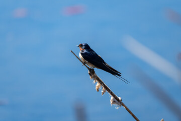 Barn swallow perched on a cattail