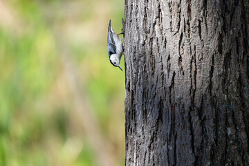 White-breasted nuthatch making it way down the side of a tree trunk