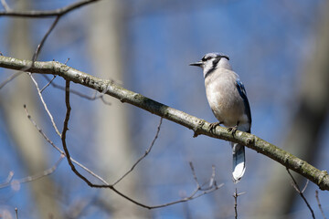 Female blue jay perched on branch.