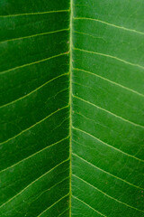 green leaf background