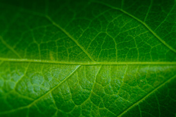 green leaf texture