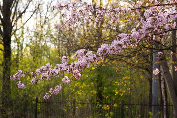 blooming sakura tree close up photo in city Japanese park