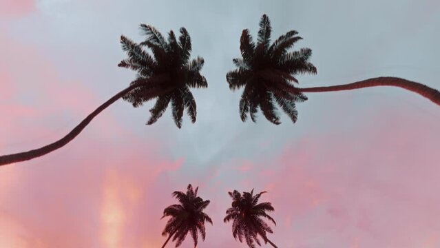 Pan through Palm Trees. Bottom view of coconut palm trees in sunshine, sunset in the summer, outdoor. Retrowave background. Seamless loop