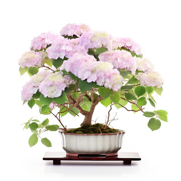 Pink hydrangea bonsai tree in a pot isolated on white background