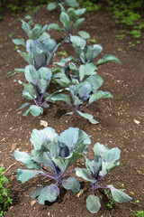 Brassica oleracea var. capitata f. rubra - Red cabbage cultivation in Colombian agricultural farm