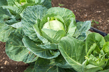 Brassica oleracea var - Cabbage cultivation in Colombian agricultural farm