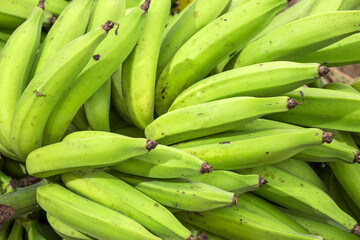 Lots of fresh green banana, just harvested - Musa x paradisiaca