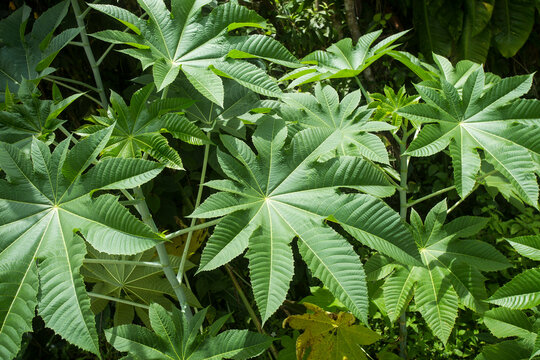 Ricinus communis - Green leaves of the castor oil plant