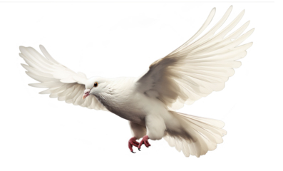 isolated flying white peace dove