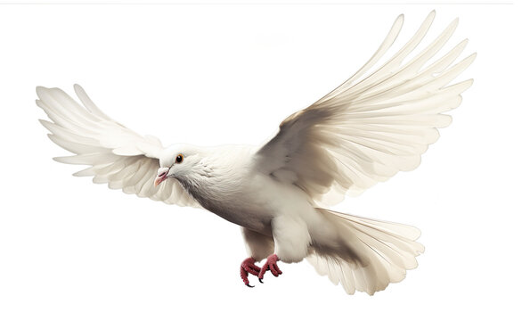 isolated flying white peace dove