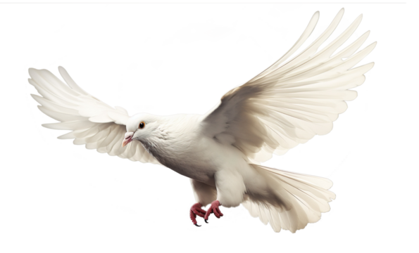 isolated flying white peace dove