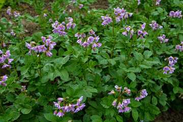 potato plants bloom in the garden.