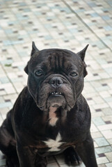french bulldog portrait