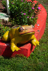 frog in the garden