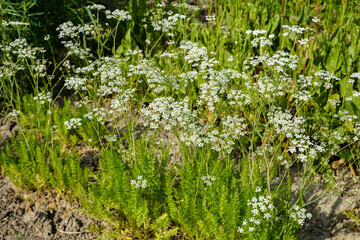 Fototapeta premium Coriander flowers in the garden.