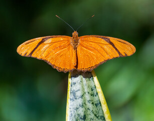 Julia Longwing