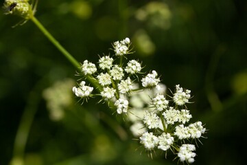 Corky fruited water dropwort, Oenanthe pimpinello
