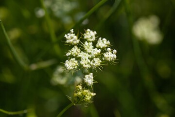 Corky fruited water dropwort, Oenanthe pimpinello