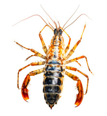  Tiger prawn, Shrimp, isolated on the transparent background PNG. AI generative.