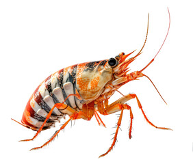  Tiger prawn, Shrimp, isolated on the transparent background PNG. AI generative.