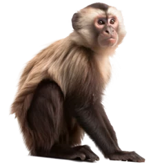 Foto op Aluminium  Capuchin monkey isolated on the transparent background PNG. AI generative. © Monika