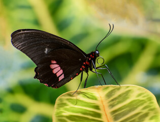 Pink Cattleheart Butterfly