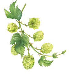 Watercolor illusration of hops vine isolated on white background