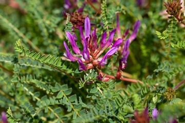 Montpellier milkvetch, Astragalus monspessulanus
