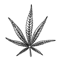 Cannabis leaf sketch. Marijuana botanical drawing. Hand drawn vector illustration