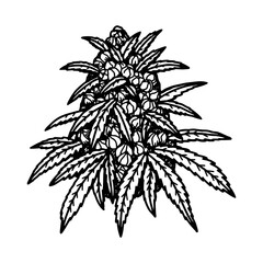 Cannabis flower bud sketch. Marijuana botanical drawing. Hand drawn realistic vector illustration
