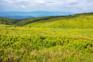 nature scenery with hills and meadows. beauty of carpathian countryside. mountain landscape in summer