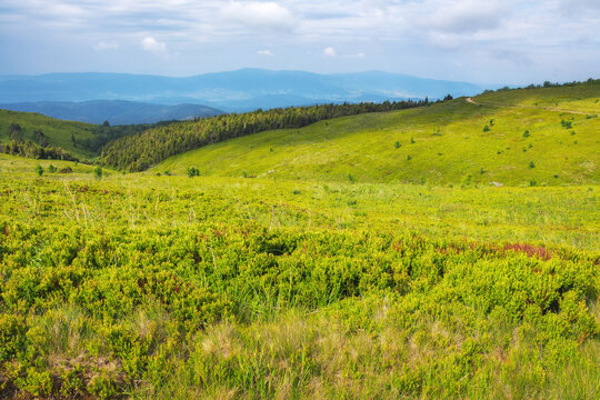 nature scenery with hills and meadows. beauty of carpathian countryside. mountain landscape in summer