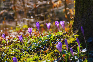 closeup of blooming wild crocus in the garden. outdoor background in spring