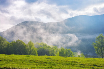 Fototapeta na wymiar grassy meadow landscape of ukrainian mountains. view in to the distant valley. misty morning