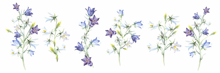 Bluebells, campanula, bellsflower plant. White and blue flowers.Stock illustration on a white background. Hand painted in watercolor.