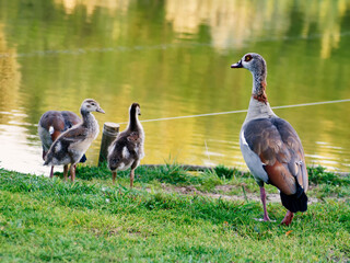 Egyptian goose Family