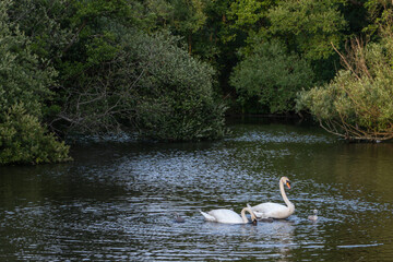 Swans of Sophie's Pond