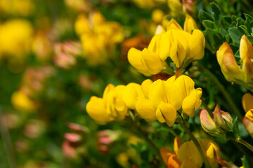 Birds foot trefoil (lotus corniculatus) flowers in bloom