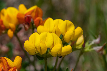 Obraz premium Birds foot trefoil (lotus corniculatus) flowers in bloom