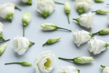 Composition with delicate eustoma flowers on light background, closeup