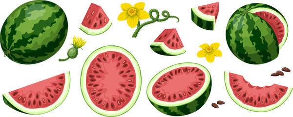 Vector set of watermelons isolated on white background. Whole watermelon, half watermelon front and side, watermelon wedges and pieces.