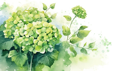 floral watercolor background green hydrangea flower