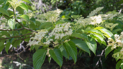 日本で咲くクマノミズキ(熊野水木)