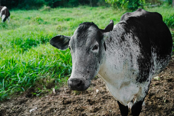 cow eating hay at the farm