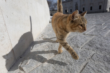 Stray tabby cat walking away