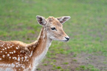 Roe deer (Capreolus capreolus), Deer wildlife,Deer in a field